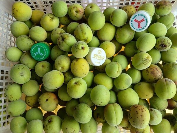 南高梅4kg、広島県産、家庭用、産地直送、農薬不使用、防腐剤不使用、サイズ混合、虫食い有り、