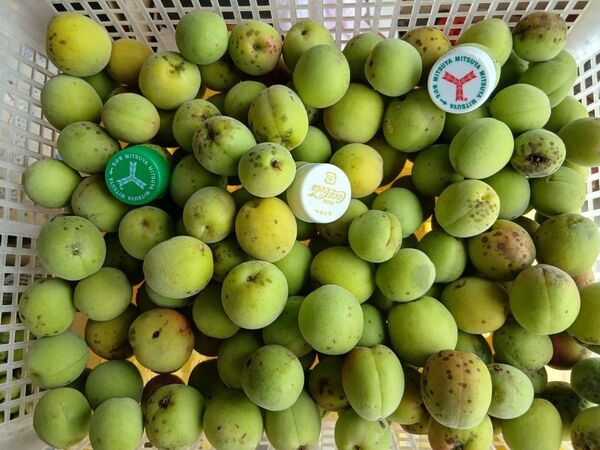 南高梅4kg、広島県産、家庭用、産地直送、農薬不使用、防腐剤不使用、虫喰い有り、