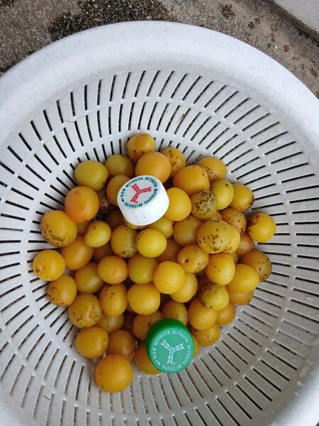 小梅1kg、広島県産、家庭用、産地直送、農薬不使用、虫食い有り、