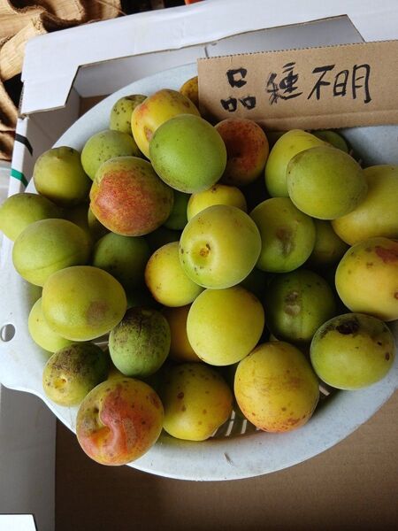 大梅4kg、広島県産、家庭用、産地直送、農薬不使用、防腐剤不使用、虫喰い有り、