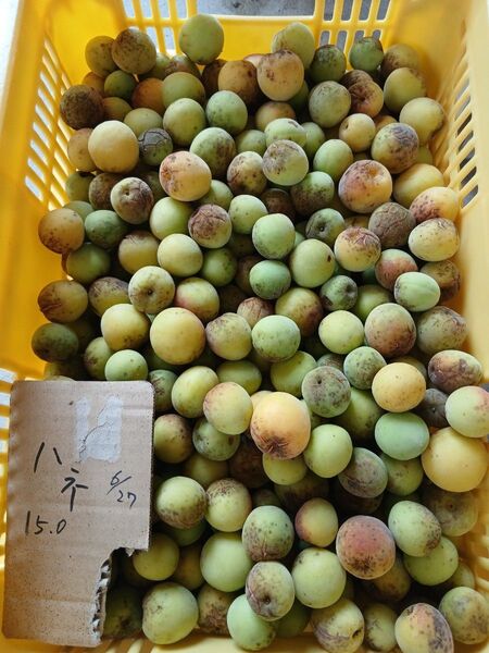訳有り、ひび割れ有り、南高梅4.5kg、広島県産、産地直送、家庭用、農薬不使用、防腐剤不使用