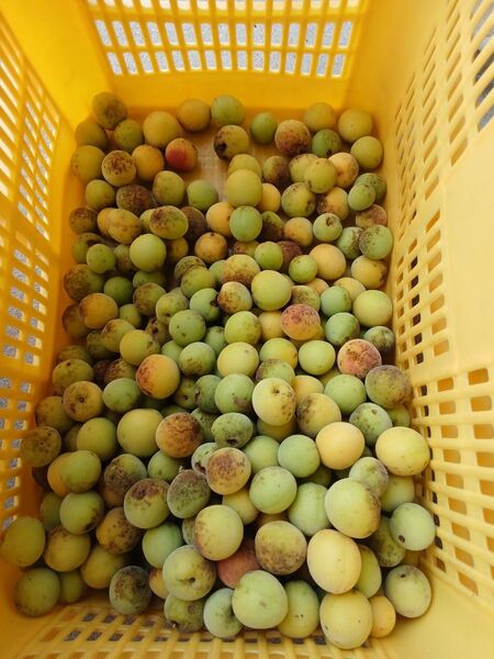 南高梅2kg、広島県産、産地直送、家庭用、農薬不使用、防腐剤不使用、サイズ混合