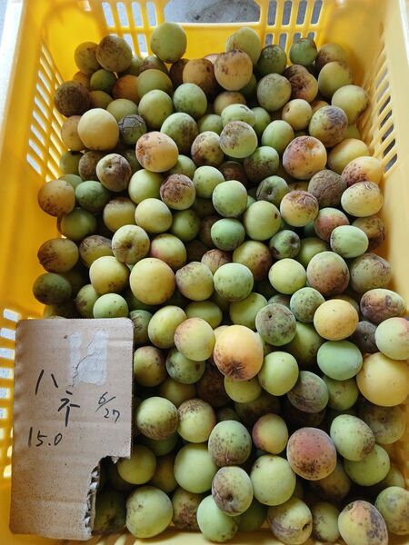 訳有り、ひび割れ有り、南高梅5KG、広島県産、家庭用、産地直送、農薬不使用、防腐剤不使用、サイズ混合、