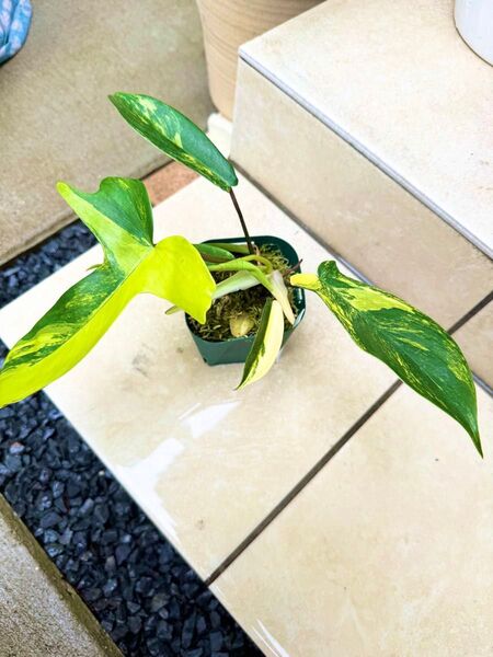 フィロデンドロン フロリダビューティー③