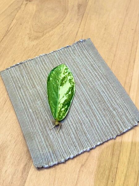 ザミオクルカス 斑入り 発根済み①