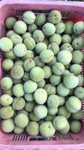 892.お買い得季節限定福島県産若桃摘果桃 硬い桃箱込み10kg加工用常温発送