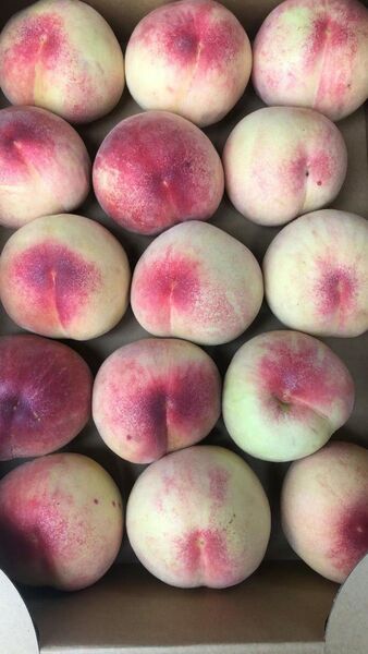 939.お買い得福島産 朝採り完熟桃 箱込み3kg訳あり家庭用 玉数お任せ常温便