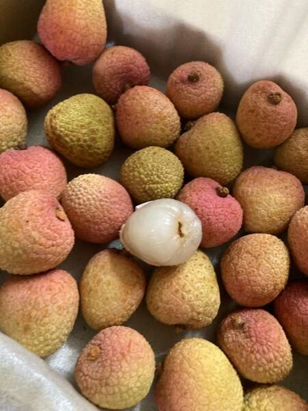 899.新鮮青果生新鮮ライチ コンパクト箱込み1kg常温便