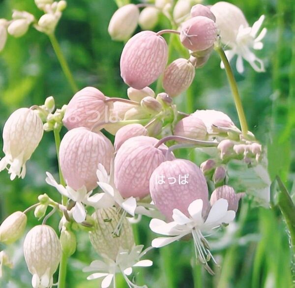 【増量中】花の種 可愛い&食べられるハーブ 白玉草 100粒前後
