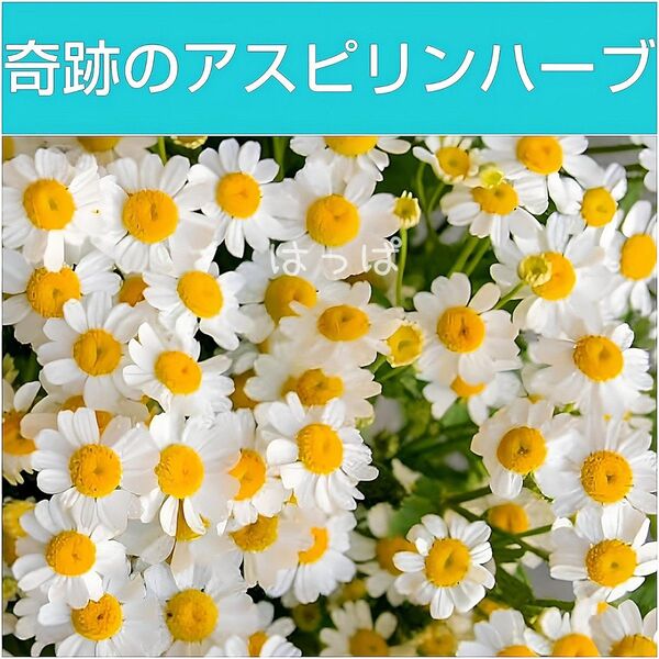 ハーブの種 フィーバーヒュー約50粒 多年草