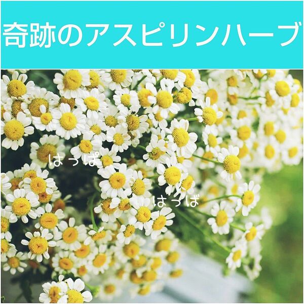 ハーブの種 フィーバーヒュー約50粒 多年草