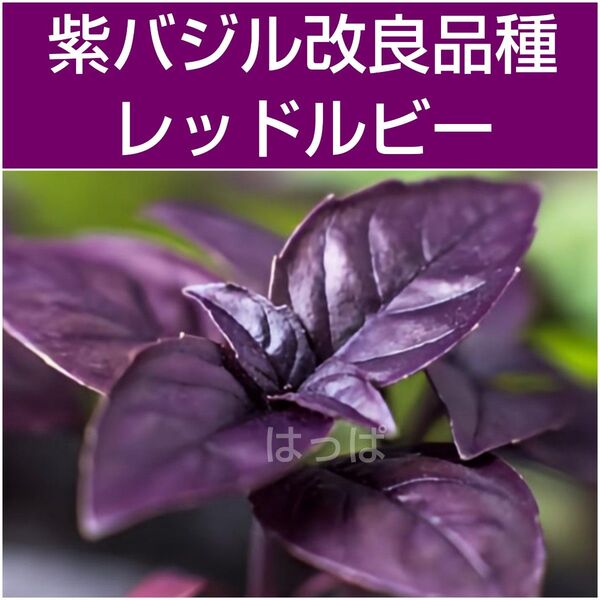 紫バジル(レッドルビー)50粒 ハーブの種 夏野菜