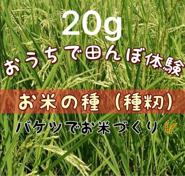 【 お家で田んぼ体験】お米の種 種籾 コシヒカリ 20g バケツ稲に◎栽培期間中農薬不使用 手植え手刈り 非電化