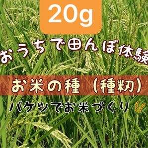 【お家で田んぼ体験】お米の種 種籾 コシヒカリ 20g バケツ稲に◎栽培期間中農薬不使用