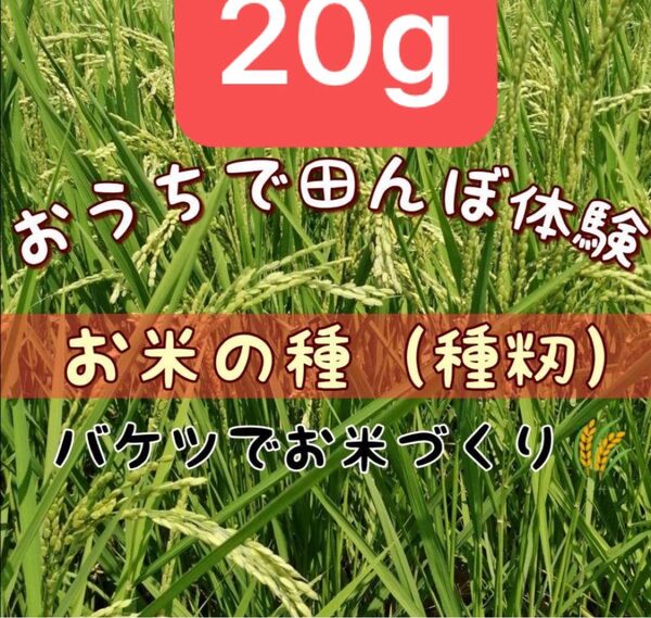 【 お家で田んぼ体験】お米の種 種籾 20g コシヒカリ バケツ稲に◎栽培期間中農薬不使用 手植え手刈り 昔ながらの栽培