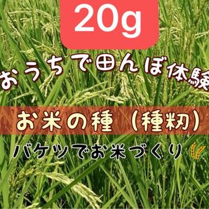 【お家で田んぼ体験】お米の種 種籾 20g コシヒカリ バケツ稲に◎家庭菜園 収穫体験 自然観察 はざかけ米◎