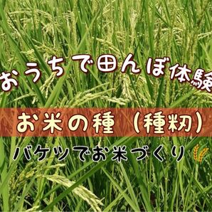【お家で田んぼ体験】お米の種 種籾15g コシヒカリ バケツ稲に◎はざかけ米 手植え手刈り 栽培期間中農薬不使用