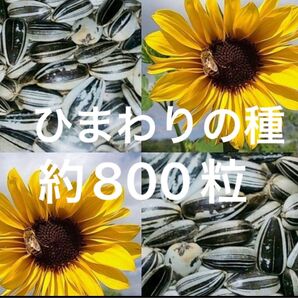 大きくそだつひまわりの種 56g約800粒 向日葵種 小粒