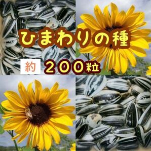 大きくそだつひまわりの種 約200粒14g 家庭菜園 花壇 プランター 花畑 そだてやすい