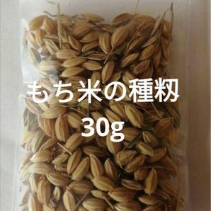 【お家で田んぼ体験】お米の種 種籾 もち米30g バケツ稲に◎栽培期間中農薬不使用◎はざかけ米 手植え手刈り 非電化