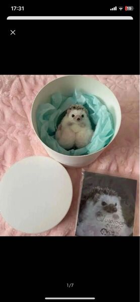 新品 ☆yucoco cafe様☆ ハンドメイド ハリネズミ 羊毛フェルト