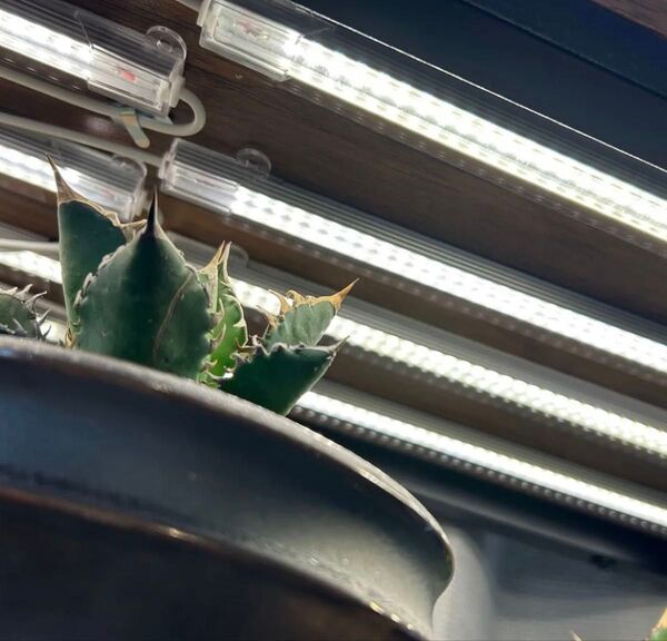 植物育成ライト LED4本