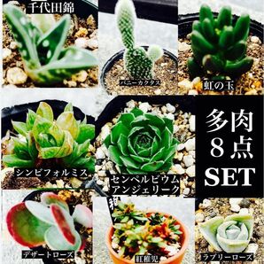 多肉8点セット デザートローズ 紅稚児 ラブリーローズ ハオルチア センペルビウム 千代田錦 バニーカクタス 虹の玉 エケベリア