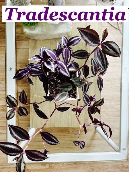 Tradescantia トラディスカンティア ゼブリナ 抜き苗 観葉植物 ハンギング植物 寄せ植え 根付き 斑入り植物 セール