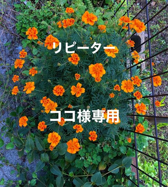 小豆 北海道産 10kg