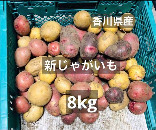 農薬無し栽培 新鮮 新じゃがいも 8kg (箱を除いた野菜だけの重量)