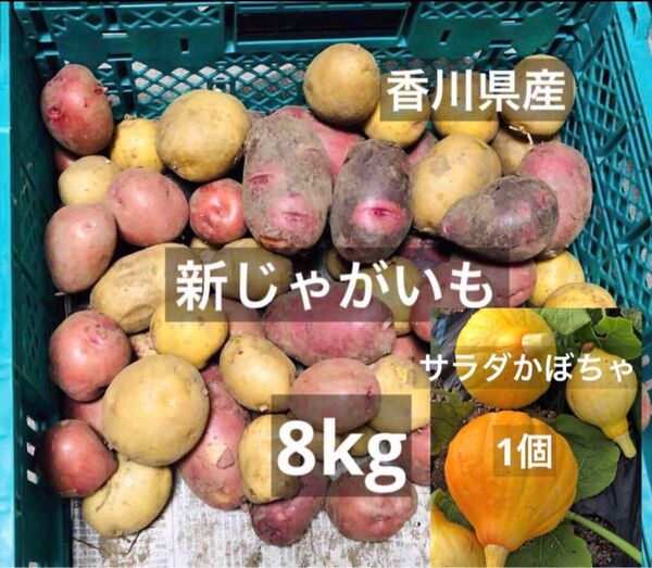 農薬無し栽培 新じゃがいも8kg サラダかぼちゃ1個(箱を除いた野菜だけの重量)