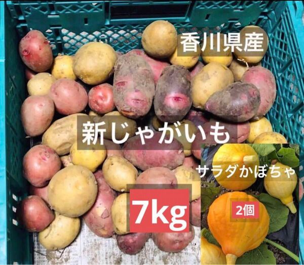 農薬無し栽培 新じゃがいも7kg サラダかぼちゃ2個(箱を除いた野菜だけの重量)