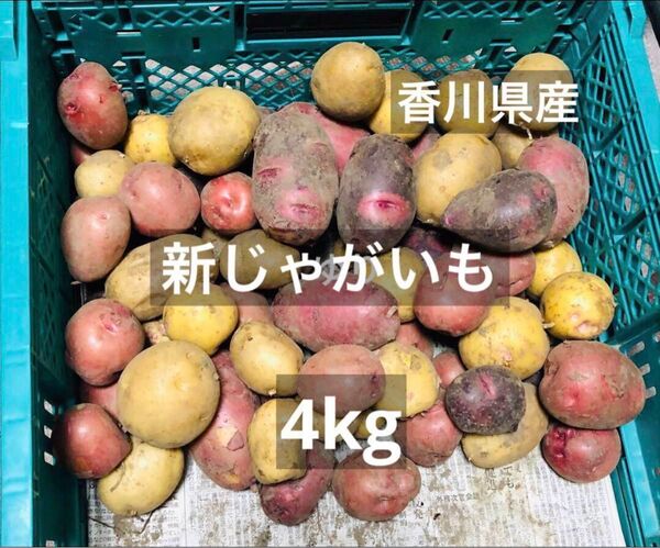 農薬無し栽培 新鮮 新じゃがいも 4kg (箱を除いた野菜だけの重量)
