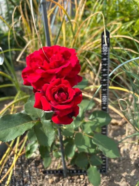 薔薇苗木 赤薔薇 挿し木苗