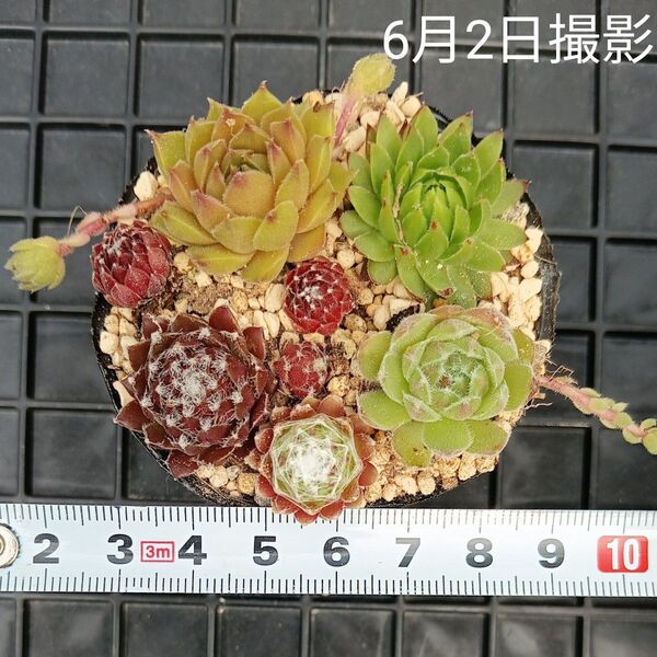 センペルビウム ジョビバルバセット(抜き苗)多肉植物