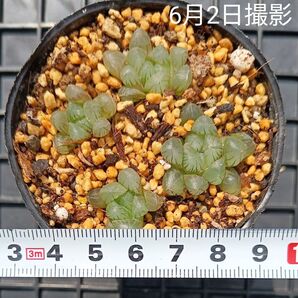 ハオルチア 小苗オブツーサ4苗でセット(抜き苗)多肉植物