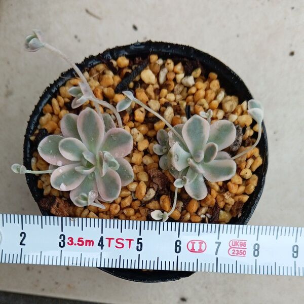 子持ち蓮華錦 鏡花(抜き苗)多肉植物