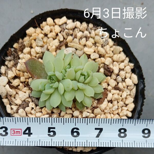 ミックスベリア 多頭ちょこん(抜き苗)多肉植物