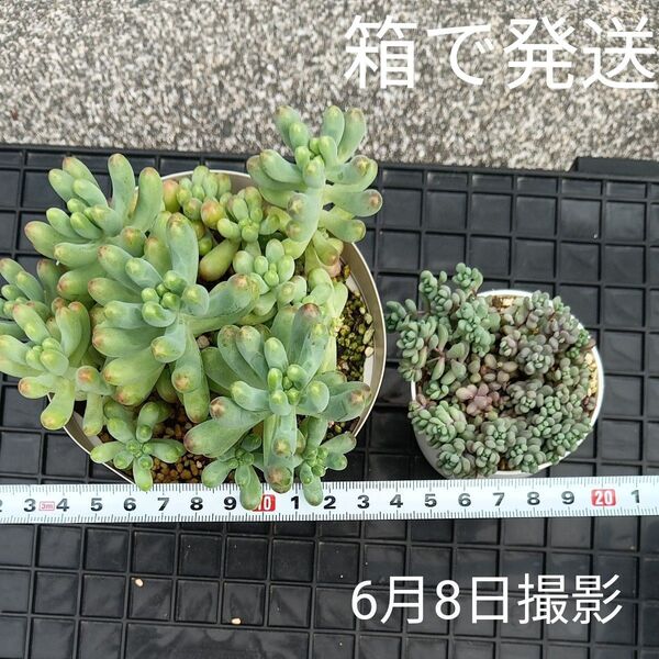もりもり乙女心とパープルヘイズ(抜き苗)多肉植物