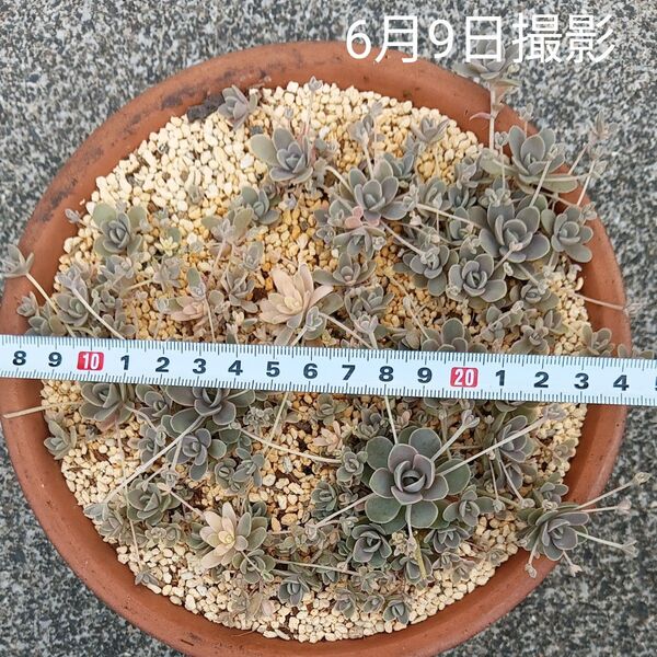 セール! 子持ち蓮華錦(抜き苗)写真の苗全部