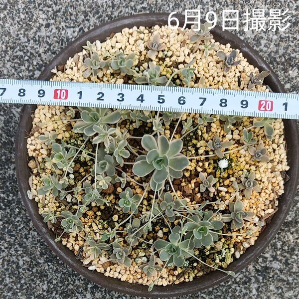 綺麗な斑入り子持ち蓮華錦(抜き苗)全部