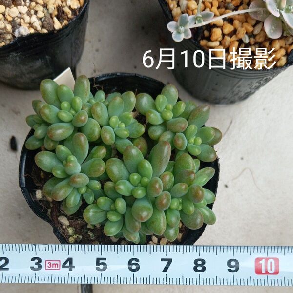 ルビーティント葉挿し苗セット(抜き苗)多肉植物