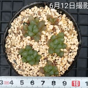 ハオルチア オブツーサ小苗セット(抜き苗)