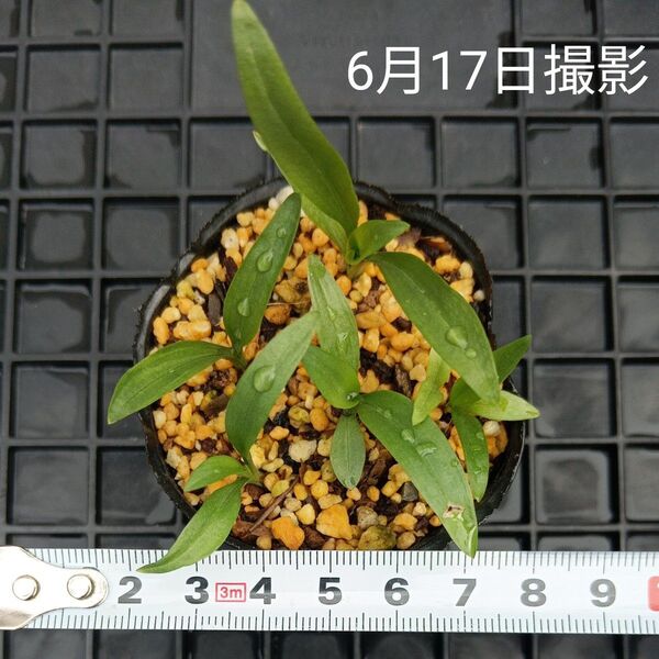 ネジバナ 小苗5本セット(抜き苗)山野草