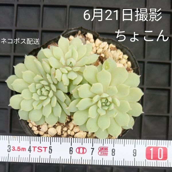 ミックスベリア ちょこんセット(抜き苗)多肉植物