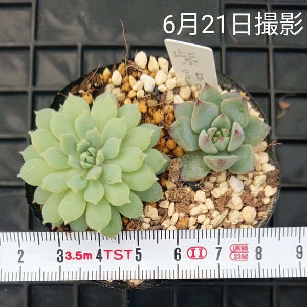 ミックスベリア 2種セット(抜き苗)多肉植物