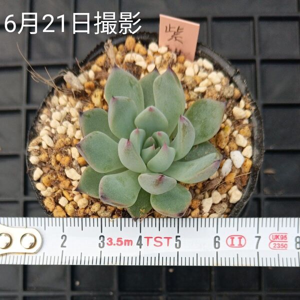 ミックスベリア 紫紺の矢(抜き苗)多肉植物