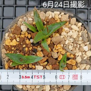 アガベ 笹吹雪 小苗(抜き苗)多肉植物