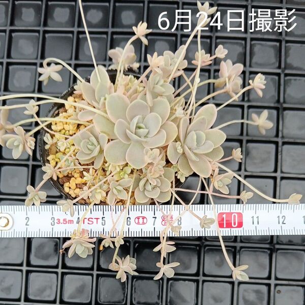 子持ち蓮華錦(抜き苗)子株もりもり
