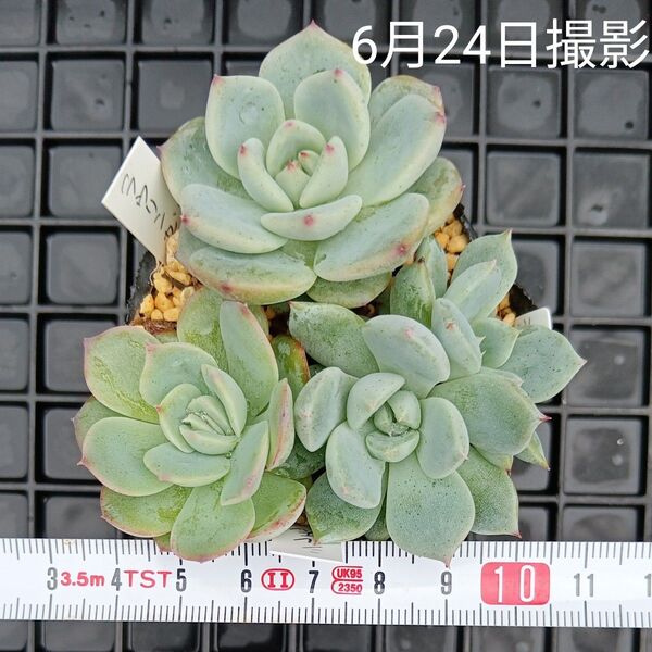 双頭入りエケベリア小苗セット(抜き苗)多肉植物